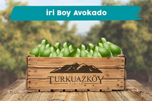 Avokado - İri Boy (180-250gr)